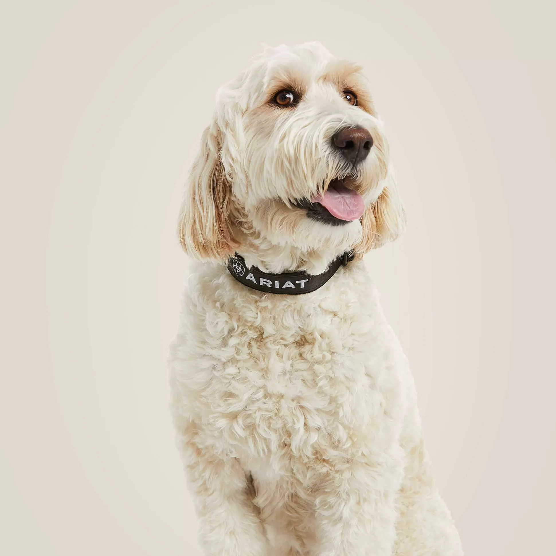 ariat Pet Accessories*Dog Collar