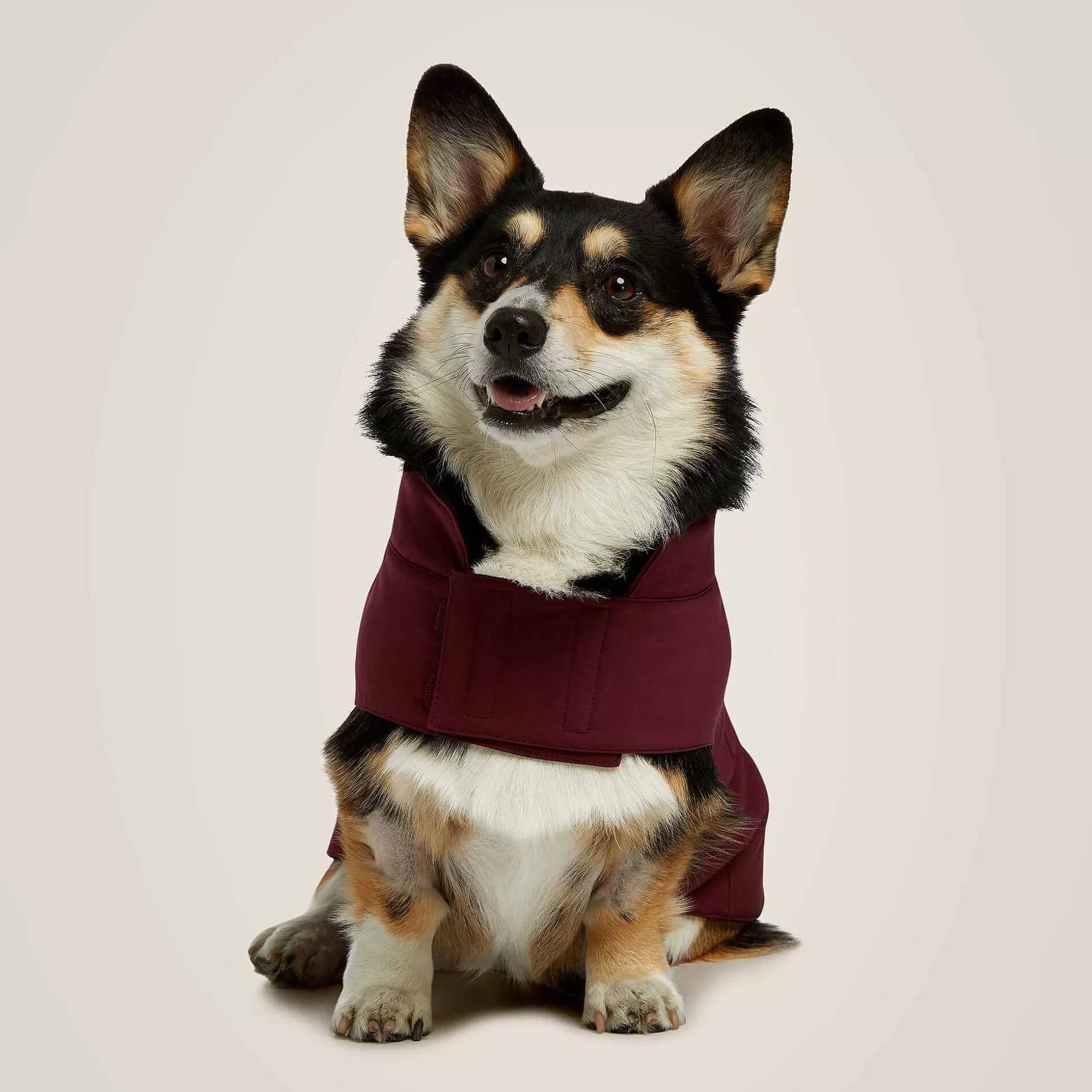 ariat Pet Accessories*Team Softshell Dog Jacket